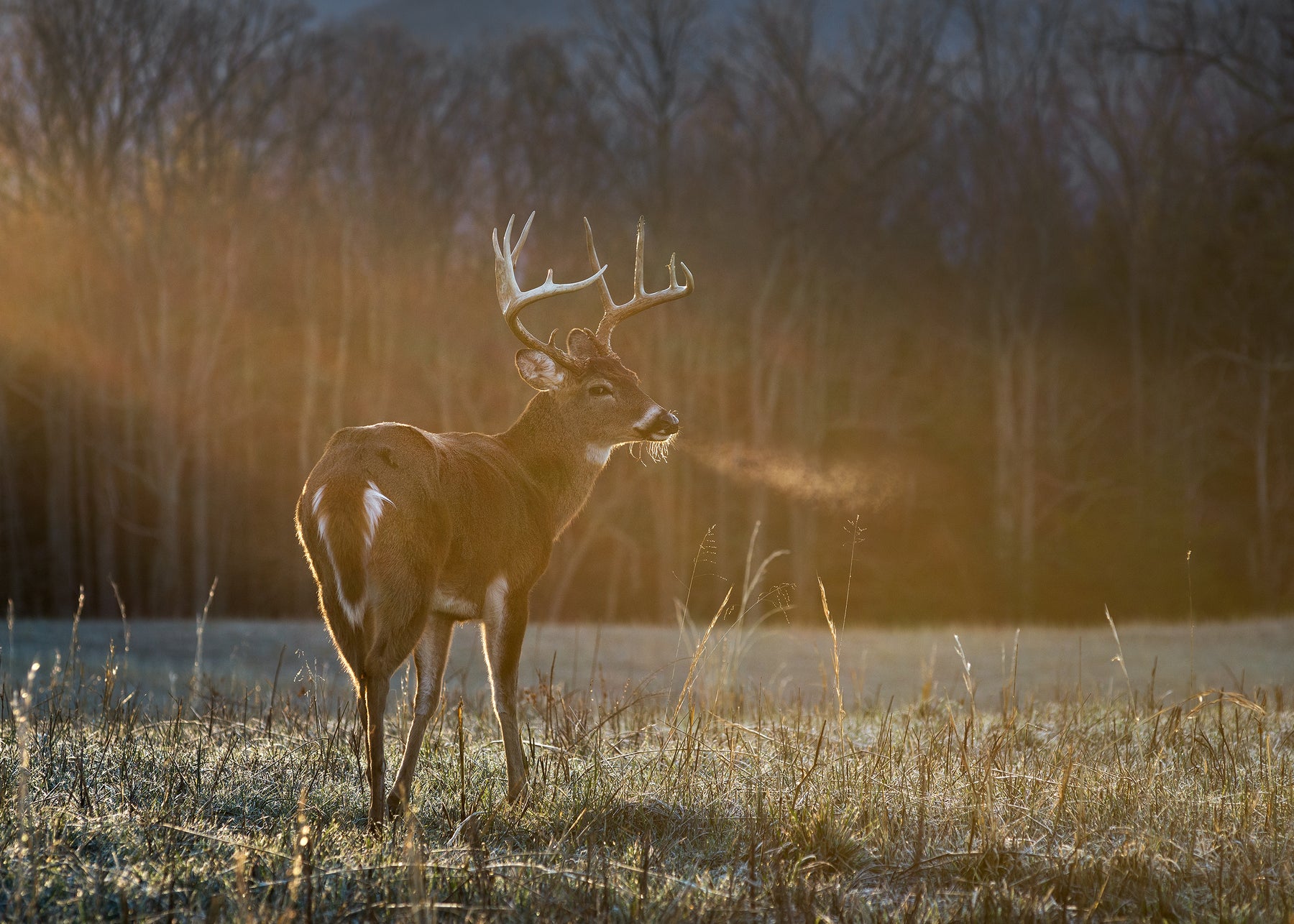 A deer stands in the middle of an empty field on a winter's day. You can see its breath.