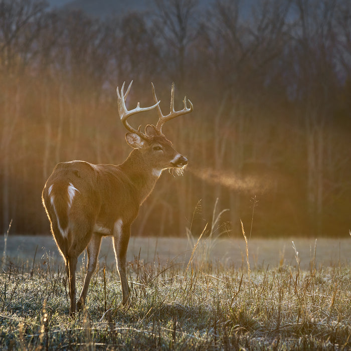 A deer stands in the middle of an empty field on a winter's day. You can see its breath.